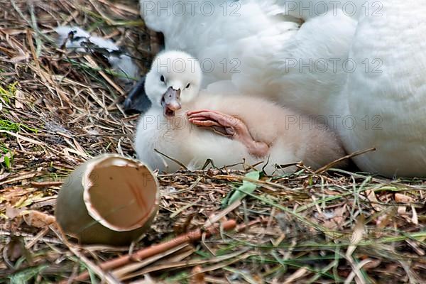 Mute swan