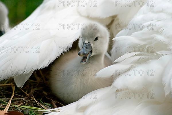 Mute swan