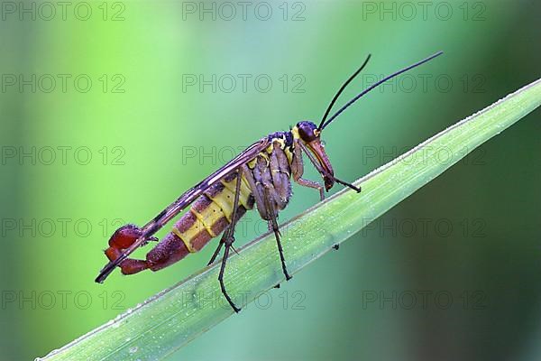 Scorpion fly