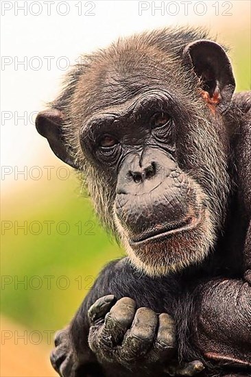 Chimpanzee