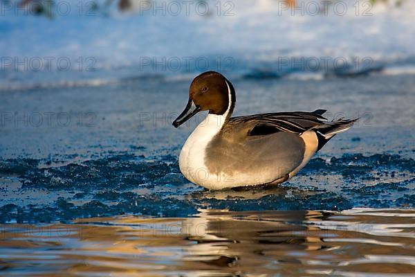 Pintail duck