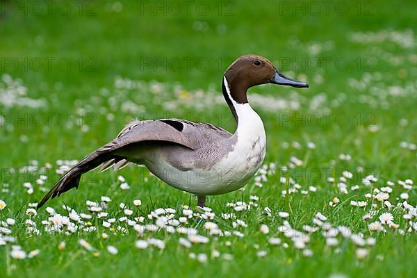 Pintail duck