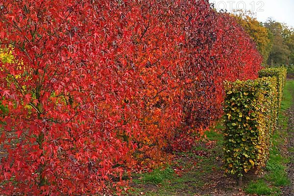 American sweetgum