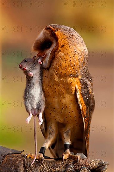 Barn owl with prey