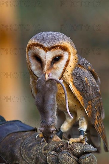 Barn owl with prey