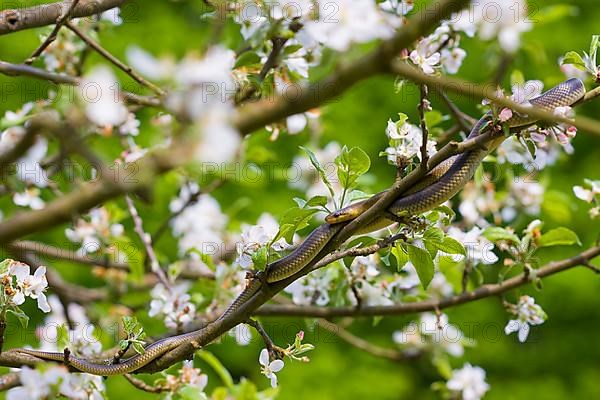 Aesculapian snake