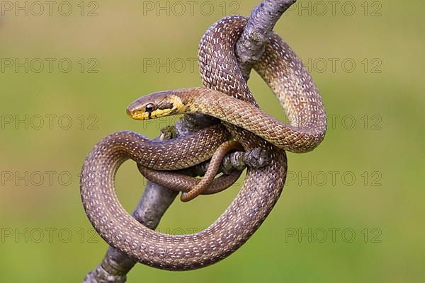 Aesculapian snake