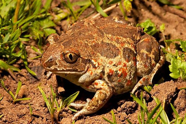 Garlic toad