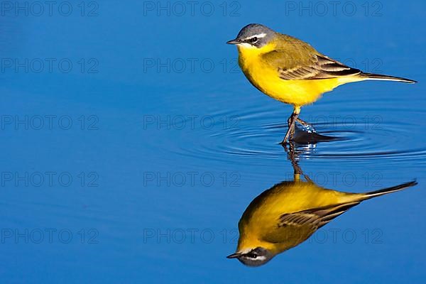 Yellow Wagtail