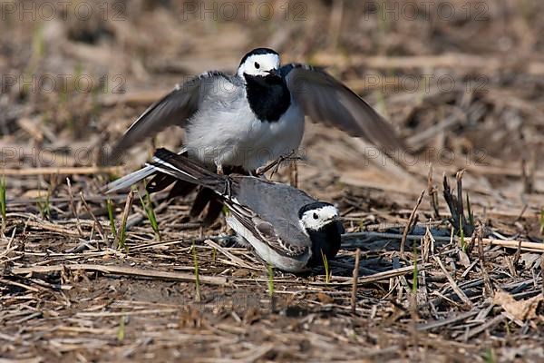 Pied Wagtail