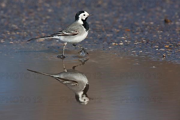 Pied Wagtail