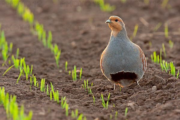 Partridge