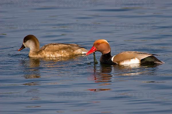 Red-crested Pochard