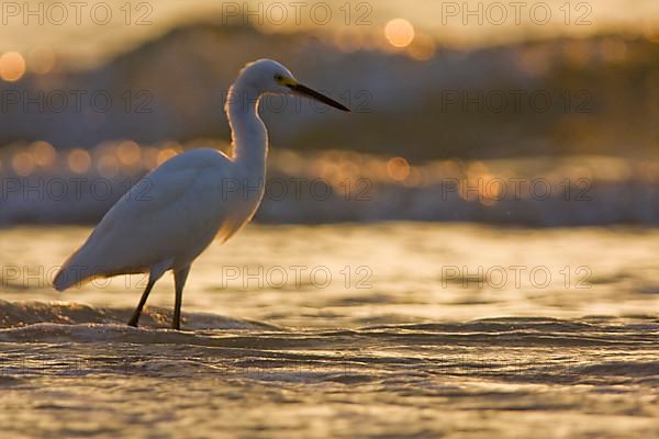 Snowy Egret