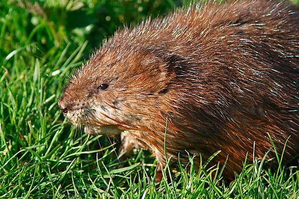 Muskrat