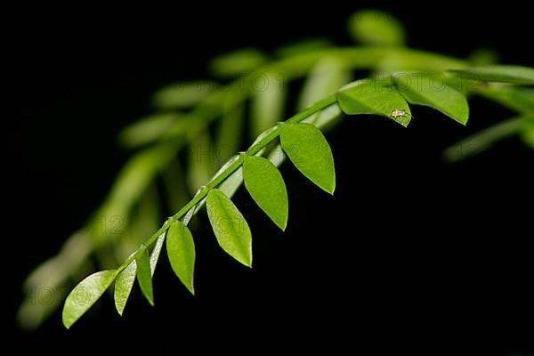 Robinia tree