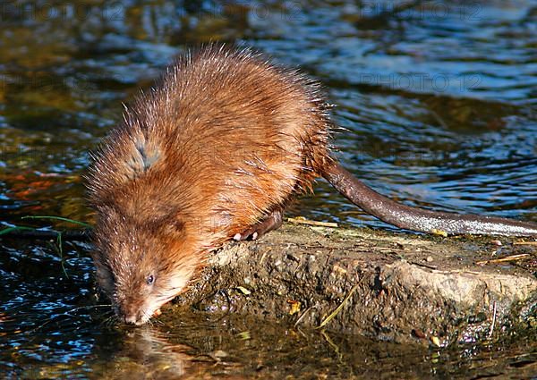 Muskrat