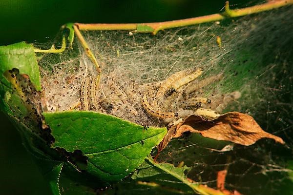 Weeping Cherry Moth