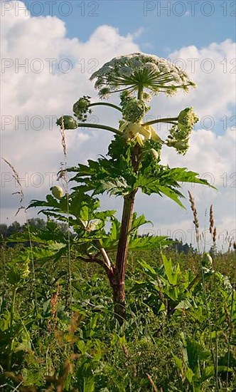 Giant hogweed