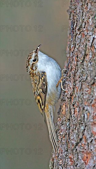 Treecreeper