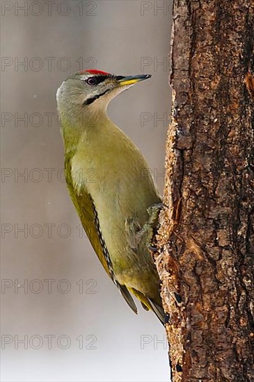 Grey Woodpecker