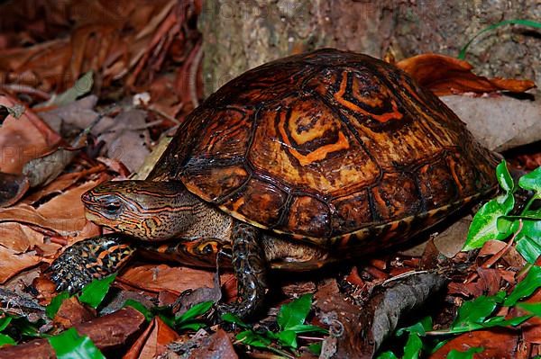 Magnificent earth turtle