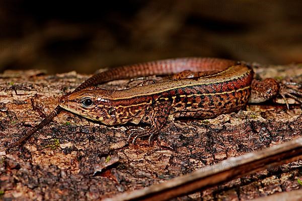 Four-striped lamellae