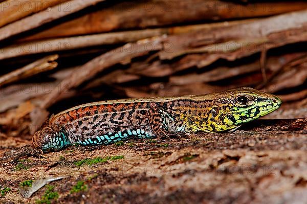 Four-striped lamellae