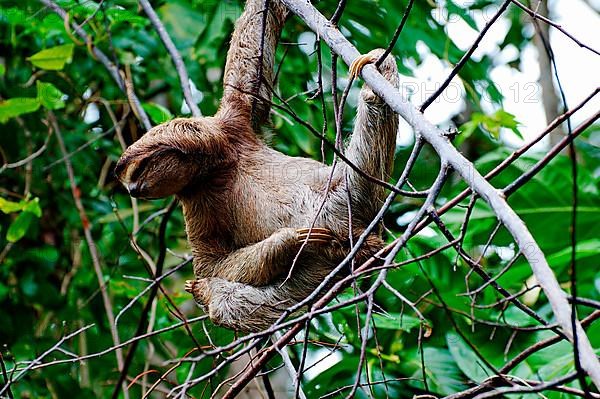 Brown-throated sloth