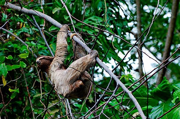 Brown-throated sloth