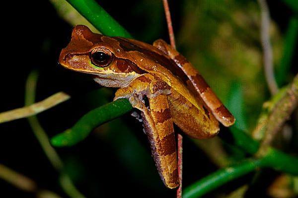 Costa Rica Tree Frog