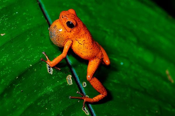 Strawberry frogs