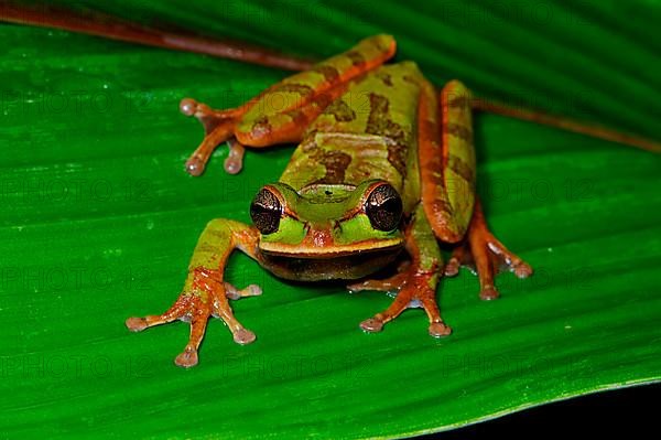 Costa Rica Tree Frog