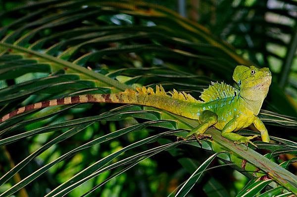 Frontal lobe basilisk