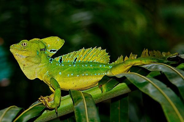 Frontal lobe basilisk