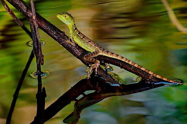 Young frontal lobe basilisk