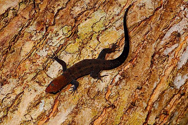 Yellow-headed gecko