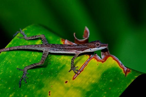 Bachanolis on bromeliad