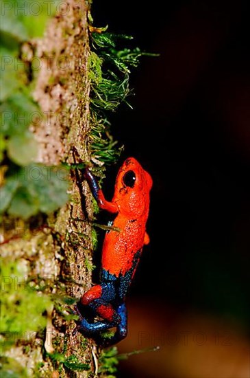 Strawberry Frogs