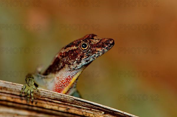 Pug Nose Anolis