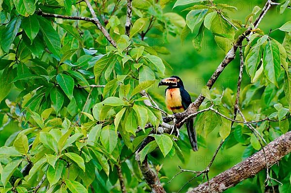 Collared Aracari