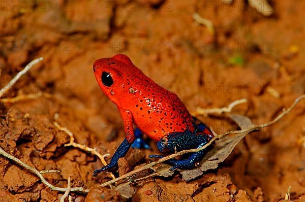 Strawberry Frogs