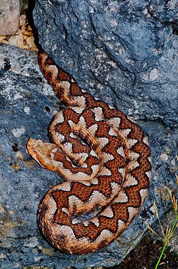 Long-nosed viper