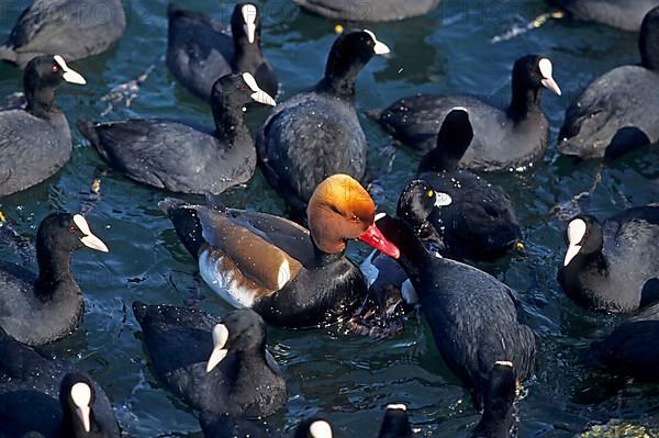 Red-crested Pochard