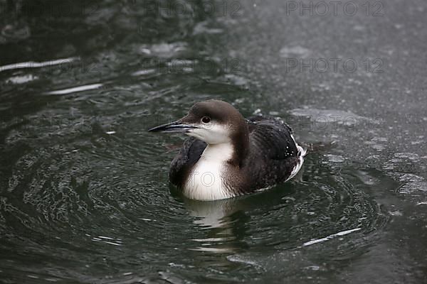 Black-throated diver