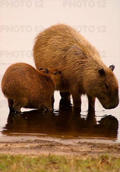 Capybaras