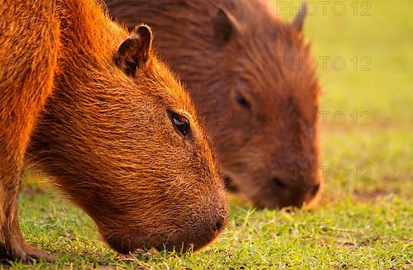 Capybaras