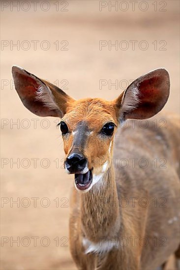 Bushbuck