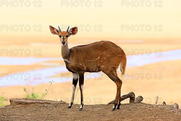 Bushbuck