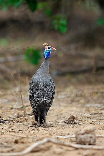 Helmeted guineafowl